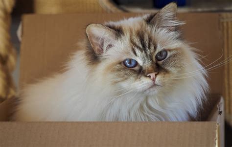 Обои кошка кот взгляд поза коробка портрет голубые глаза