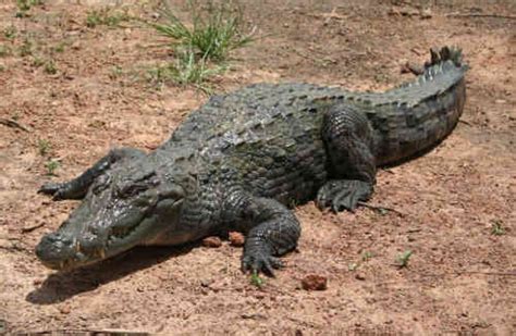 10 Most Dangerous Crocodile Species In The World