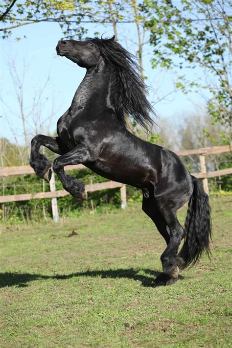 What Is A Stallion Horse Things You Need To Know