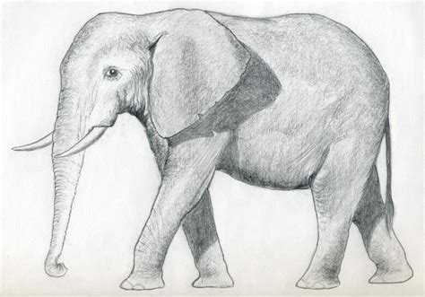 Elephant Drawing 3d Drawing