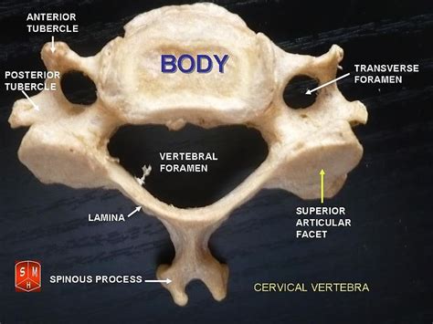 Difference Between Cervical And Thoracic Vertebrae Compare The