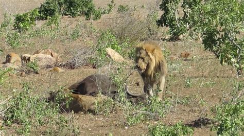 Lion Fight In The Kruger National Park Youtube