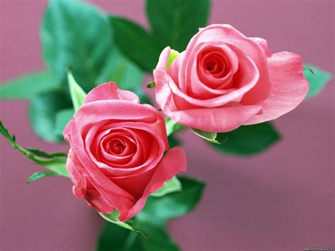 23 Stunning Roses Background Design Trends Premium Psd Vector