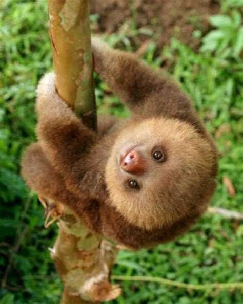 Pin By Emily Jaap On Cute Animals Baby Sloth Cute Sloth Cute Baby