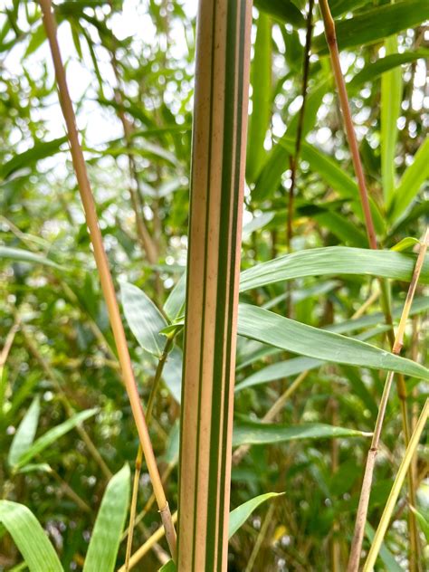 This Clumping Forming Bamboo Non Invasive Is A Fast Growing