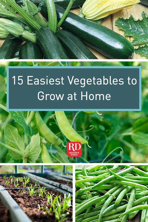 Easiest Vegetables To Grow At Home In Easy Vegetables To Grow