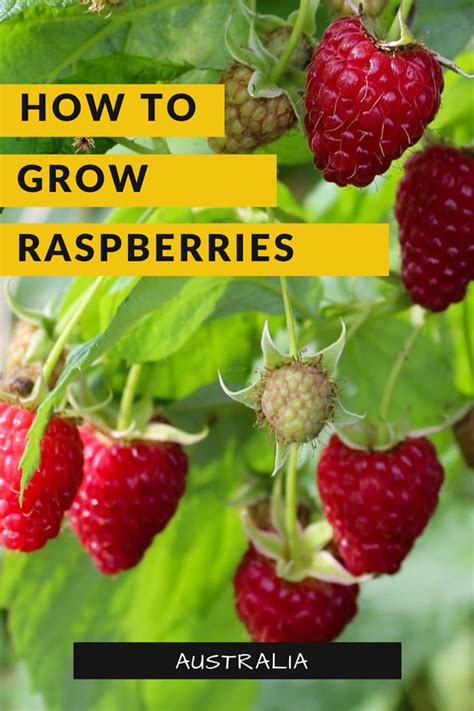 How To Grow Raspberries Wa Scene