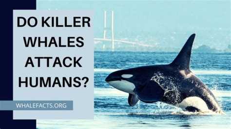 Killer Whale Attacks How Often Do They Attack Humans Whale Facts