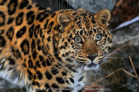 Minden Pictures Wild Female Amur Leopard Panthera Pardus Orientalis