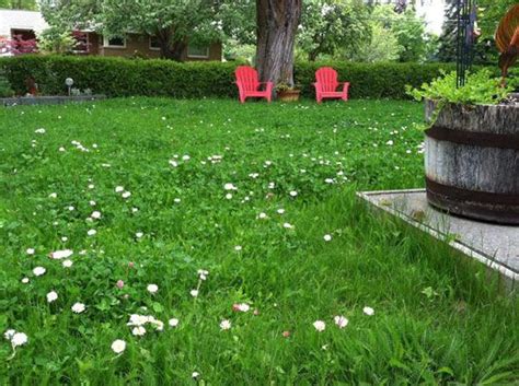 Roxanne corbin, the senior editor for try backyard farming, is a freelance writer who specializes in clinical and healthcare research. 5 Amazing Lawn Alternatives - Clover :Lawn | Outside ...