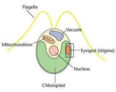 Thallophyta - BIOLOGY4ISC