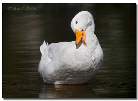 It is often known as the american pekin to distinguish it from the german pekin, a distinct and separate breed which derives from the same chinese stock but. American Pekin Duck | Pekin duck, American, Photography