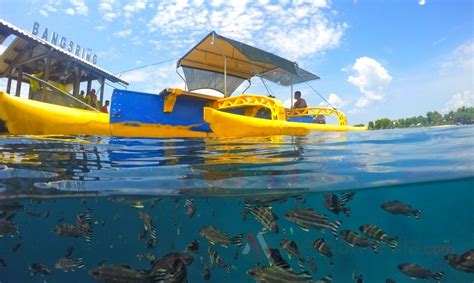 Menjinakkan kucing liar memang memiliki tantangan tersendiri. 5 Tempat Wisata Banyuwangi Ini Udah Kamu Kunjungi Belum Guys?