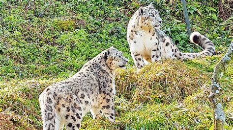 With Worlds Largest Number Of Snow Leopards In Captivity How