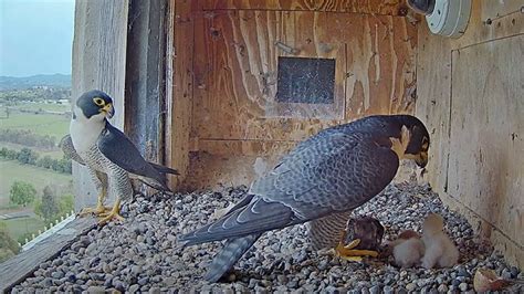 Dr Cilla Kinross Announces Hatching Of Peregrine Falcon Chicks At