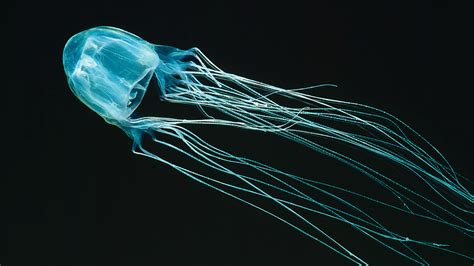 Researchers May Have An Antidote For The Deadliest Jellyfish Sting On