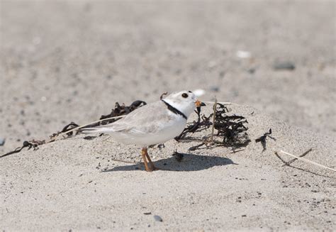 A Piping Plover On A Maine Beach