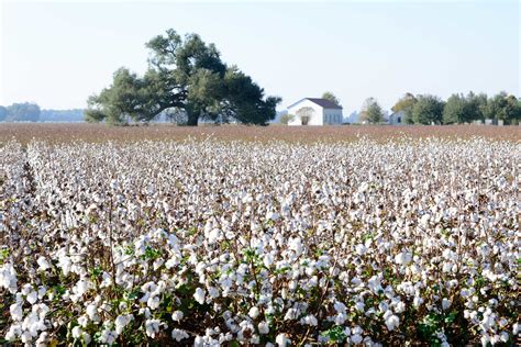 Cotton Plantation On The Mississippi River Louisiana — Juliette Charvet