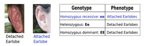 This includes straightforward visible characteristics like your height and eye. Homozygous Recessive: Definition, Disorders & Quiz | Study.com