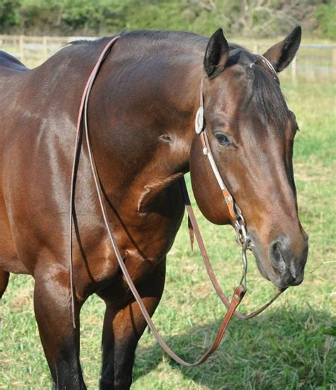 Meet Indulge In Chocolate Jed He Is Sired By Zips Chocolate Chip And