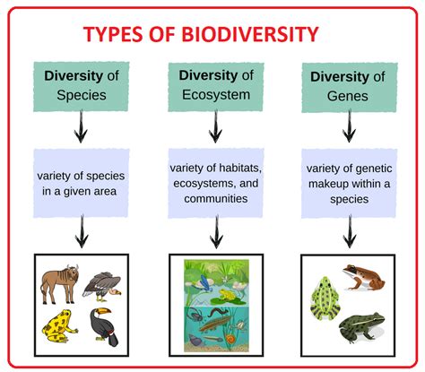 Biodiversity Meaning And Types Of Biodiversity Images And Photos Finder