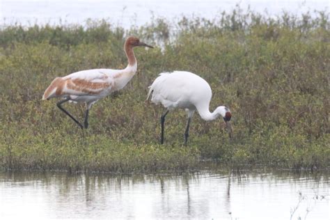 Whooping Cranes Great Bird Pics