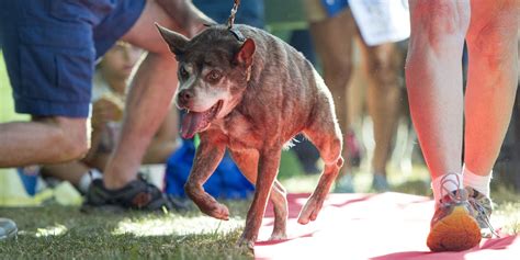 Worlds Ugliest Dog 2015 Quasi Modo Pit Bull Dutch Shepherd Mix