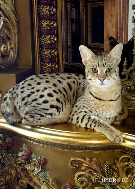 The savannah cat's personality is playful, adventurous and loyal. Savannah Cats - Color, diet, temperament, price.