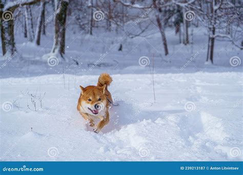 The Shiba Inu Japanese Dog Plays In The Snow In Winter Stock Image