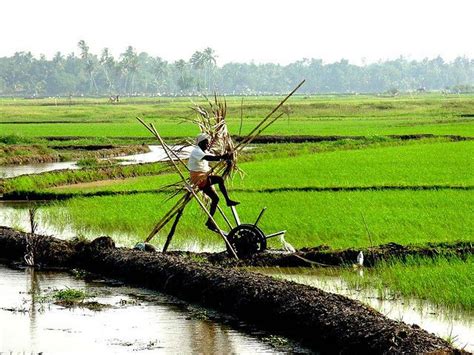 Kerala Farming Images Farming Mania