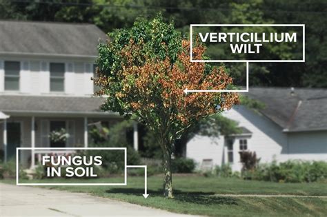 Plants pick up the disease via their root system, where the infection quickly spreads from root to. Russell Tree Experts — Verticillium Wilt