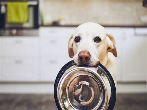If you're not particularly concerned with scooping your dog's food yourself, ollie is another one of the best subscription dog food services you might consider. Pet Food Subscription Services Right To Your Door! - Happy ...