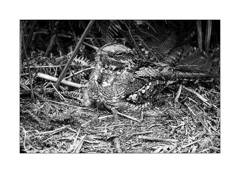 Nightjar Nottinghamshire Neil Shaw Flickr