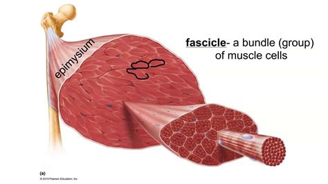 Layers Of Connective Tissue In Skeletal Muscle Youtube