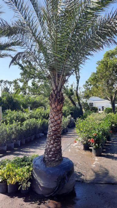 Sylvester Silver Date Palm Install Price