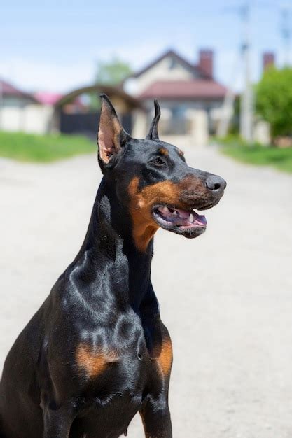 Un Perro Doberman Con La Boca Abierta Y La Boca Abierta Foto Premium