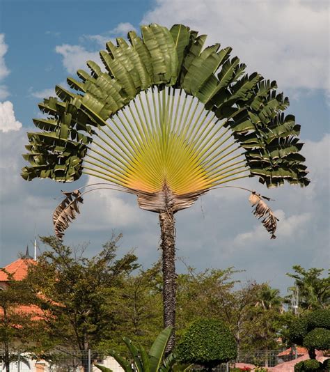 A Large Palm Tree With Lots Of Green Leaves On It S Top And Bottom