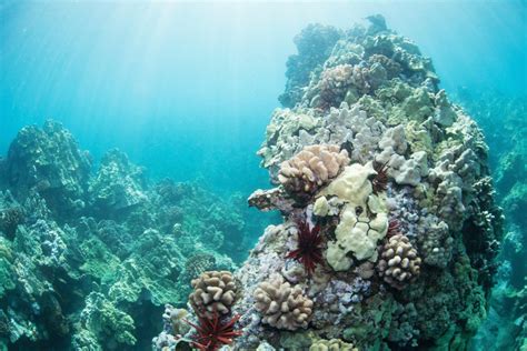 Molasses Spill Causing Coral Reef Death
