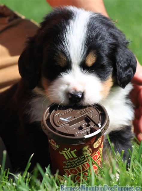 Cute Bernese Mountain Dog Puppies Puppies In Canada