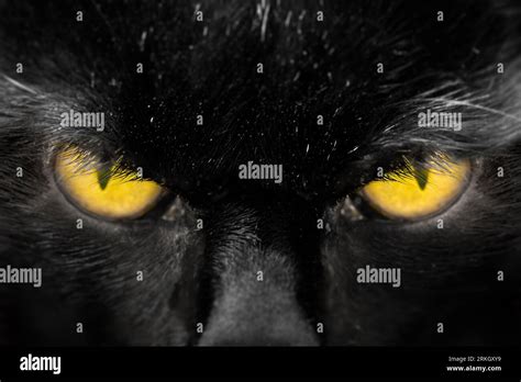 Beautiful Amber Cats Eyes Close Up Staring Straight Ahead Black