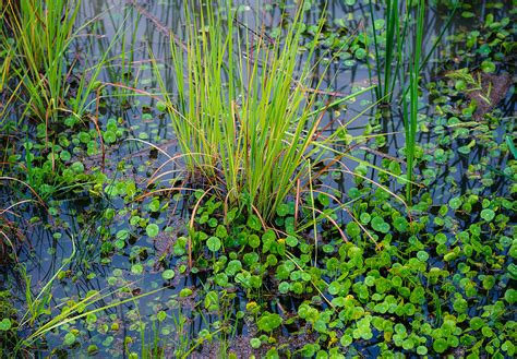 15 Marsh Plants With An Animal In Their Name Lorenealeigha