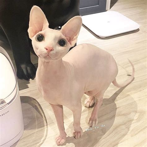 𝘗𝘪𝘯𝘵𝘦𝘳𝘦𝘴𝘵 𝘙𝘢𝘤𝘩𝘢𝘦𝘭 𝘞𝘩𝘦𝘦𝘭𝘦𝘳 In 2020 Cute Hairless Cat Kittens Cutest