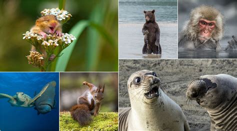 The Worlds Funniest And Cutest Animal Photos From 2017