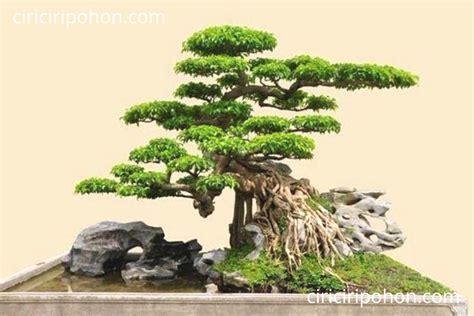 Anda Harus Tahu Pohon Bonsai Beringin Tertua Di Dunia Ini Ciriciripohon Com