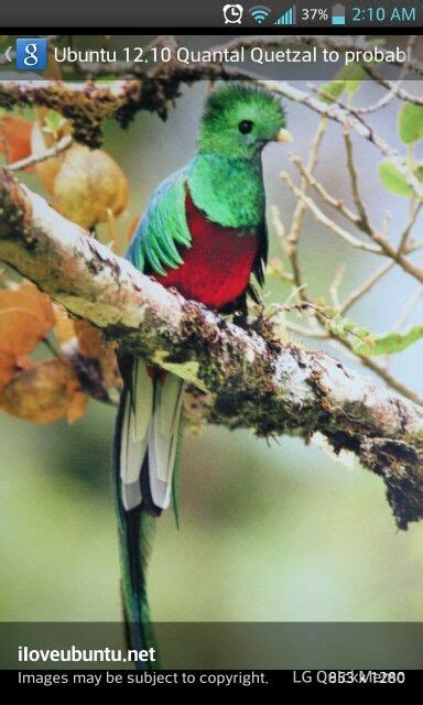 Quetzal Most Beautiful Birds Animals Beautiful Cute Animals