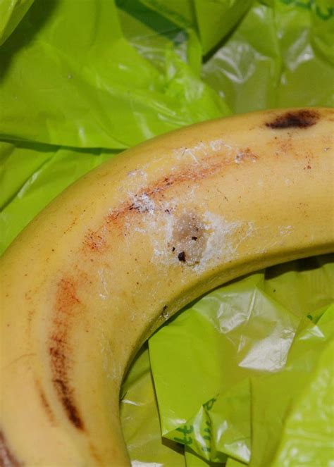 Mum Finds Deadly Erection Giving Spiders Eggs In Her Iceland Bananas Mirror Online