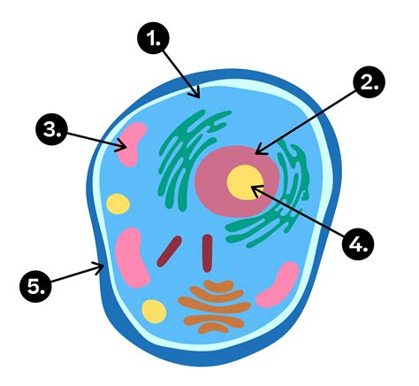 Evulpo Célula Procariota Y Célula Eucariota