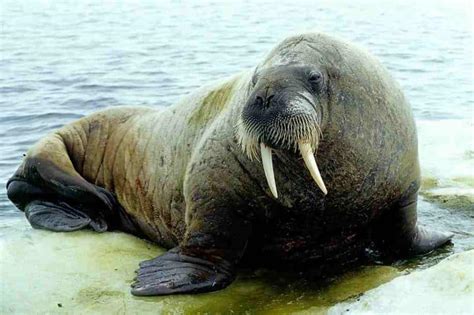 Walrus Animal Facts Odobenus Rosmarus Az Animals