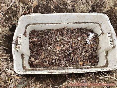 Vermicomposting Trench Worm Bins Red Worm Composting