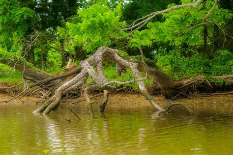 Fallen Tree In Potomac River Stock Photo Image Of Rivere Fallen